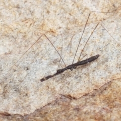 Leistarches serripes (Mantis assassin bug) at Cotter River, ACT - 23 Feb 2021 by trevorpreston