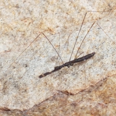 Leistarches serripes (Mantis assassin bug) at Cotter River, ACT - 23 Feb 2021 by trevorpreston