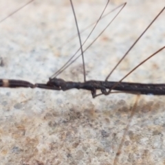 Leistarches serripes at Cotter River, ACT - 23 Feb 2021