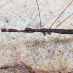 Leistarches serripes at Cotter River, ACT - 23 Feb 2021