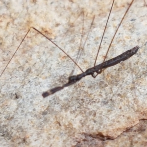 Leistarches serripes at Cotter River, ACT - 23 Feb 2021