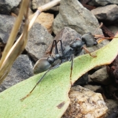 Myrmecia sp., pilosula-group (Jack jumper) at Cotter River, ACT - 23 Feb 2021 by trevorpreston
