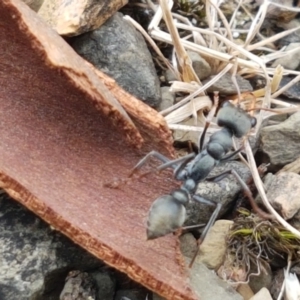 Myrmecia sp., pilosula-group at Cotter River, ACT - 23 Feb 2021 11:11 AM