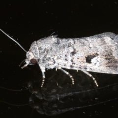 Thoracolopha verecunda (A Noctuid moth (Acronictinae)) at Ainslie, ACT - 20 Feb 2021 by jbromilow50