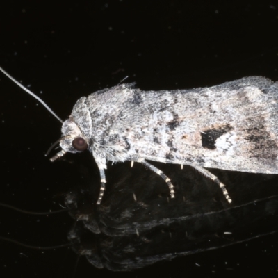 Thoracolopha verecunda (A Noctuid moth (Acronictinae)) at Ainslie, ACT - 20 Feb 2021 by jb2602