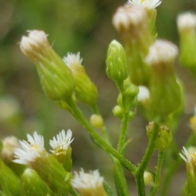 Erigeron bonariensis (Flaxleaf Fleabane) at Tennent, ACT - 23 Feb 2021 by tpreston