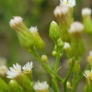 Erigeron bonariensis at Tennent, ACT - 23 Feb 2021 02:41 PM