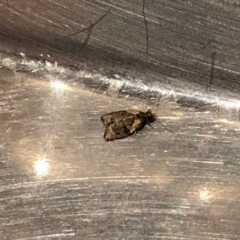 Capua intractana (A Tortricid moth) at Aranda, ACT - 22 Feb 2021 by KMcCue