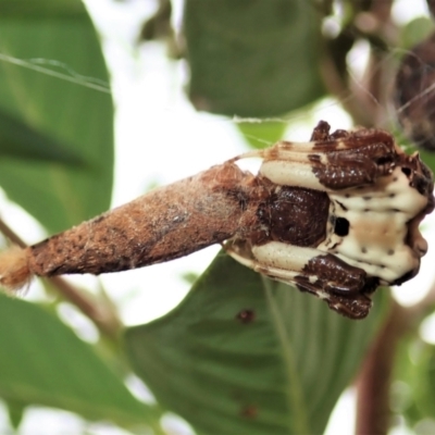 Diarsia intermixta (Chevron Cutworm, Orange Peel Moth.) at Cook, ACT - 22 Feb 2021 by CathB