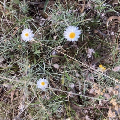 Leucochrysum albicans subsp. tricolor (Hoary Sunray) at Watson, ACT - 22 Feb 2021 by waltraud