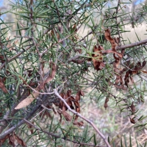 Acacia genistifolia at Watson, ACT - 22 Feb 2021