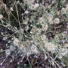 Vittadinia muelleri (Narrow-leafed New Holland Daisy) at Watson, ACT - 22 Feb 2021 by waltraud