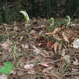 Diplodium ampliatum at Cook, ACT - 23 Feb 2021