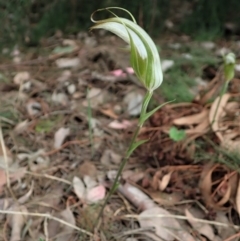 Diplodium ampliatum at Cook, ACT - 23 Feb 2021