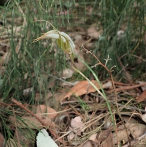 Diplodium ampliatum at Cook, ACT - 23 Feb 2021