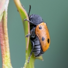 Cadmus (Cadmus) litigiosus (Leaf beetle) at Mount Clear, ACT - 11 Feb 2021 by SWishart