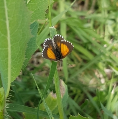 Lucia limbaria (Chequered Copper) at Bass Gardens Park, Griffith - 23 Feb 2021 by SRoss