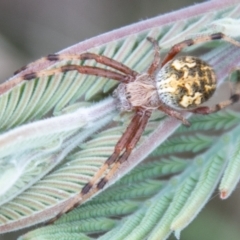 Araneinae (subfamily) (Orb weaver) at Mount Clear, ACT - 12 Feb 2021 by SWishart
