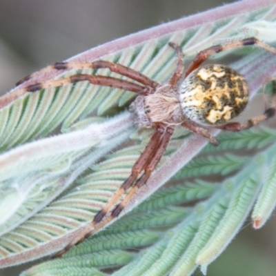 Araneinae (subfamily) (Orb weaver) at Namadgi National Park - 12 Feb 2021 by SWishart