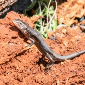 Pseudemoia entrecasteauxii at Booth, ACT - 12 Feb 2021 12:50 PM