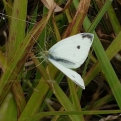 Pieris rapae (Cabbage White) at Tennent, ACT - 23 Feb 2021 by tpreston