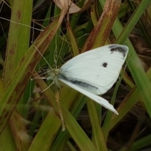 Pieris rapae at Tennent, ACT - 23 Feb 2021 02:39 PM