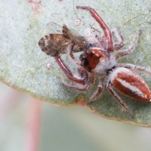 Opisthoncus sp. (genus) at Tennent, ACT - 23 Feb 2021 02:37 PM