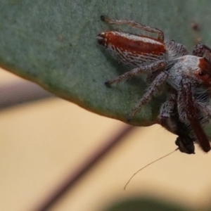 Opisthoncus sp. (genus) at Tennent, ACT - 23 Feb 2021 02:37 PM