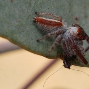 Opisthoncus sp. (genus) at Tennent, ACT - 23 Feb 2021 02:37 PM