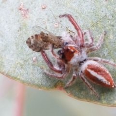 Opisthoncus sp. (genus) at Tennent, ACT - 23 Feb 2021 02:37 PM