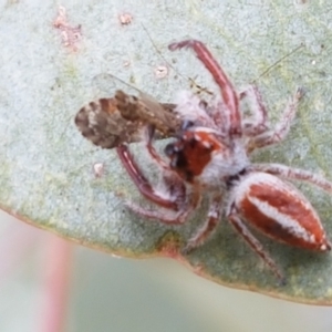 Opisthoncus sp. (genus) at Tennent, ACT - 23 Feb 2021 02:37 PM