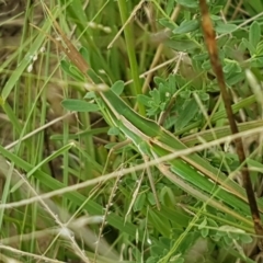 Acrida conica (Giant green slantface) at Tennent, ACT - 23 Feb 2021 by tpreston