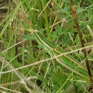 Acrida conica at Tennent, ACT - 23 Feb 2021 02:35 PM