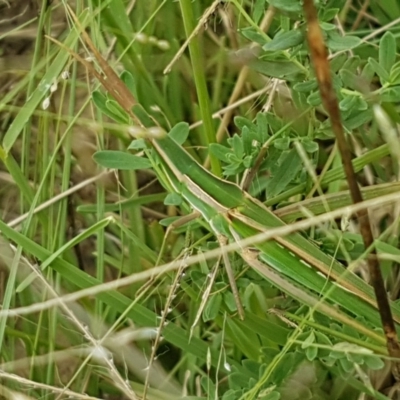 Acrida conica (Giant green slantface) at Old Naas TSR - 23 Feb 2021 by tpreston