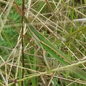 Acrida conica at Tennent, ACT - 23 Feb 2021 02:35 PM