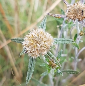 Euchiton involucratus at Tennent, ACT - 23 Feb 2021