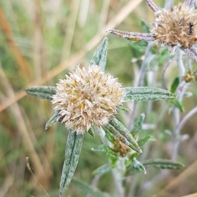 Euchiton involucratus (Star Cudweed) at Tennent, ACT - 23 Feb 2021 by trevorpreston