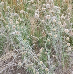 Euchiton involucratus at Tennent, ACT - 23 Feb 2021