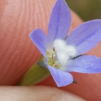 Wahlenbergia multicaulis (Tadgell's Bluebell) at Tennent, ACT - 23 Feb 2021 by trevorpreston