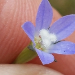 Wahlenbergia multicaulis (Tadgell's Bluebell) at Old Naas TSR - 23 Feb 2021 by tpreston