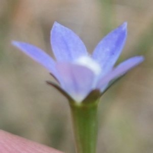 Wahlenbergia multicaulis at Tennent, ACT - 23 Feb 2021