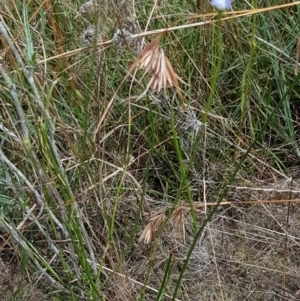 Wahlenbergia multicaulis at Tennent, ACT - 23 Feb 2021