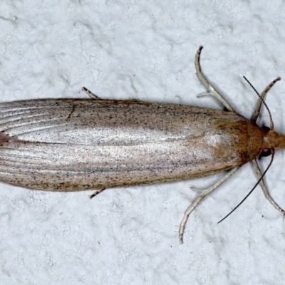 Meyriccia latro (Pyralid moth) at Ainslie, ACT - 19 Feb 2021 by jb2602