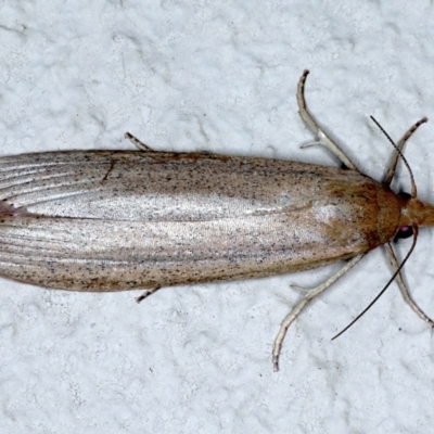 Meyriccia latro (Pyralid moth) at Ainslie, ACT - 19 Feb 2021 by jbromilow50