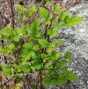 Rubus parvifolius at Tennent, ACT - 23 Feb 2021