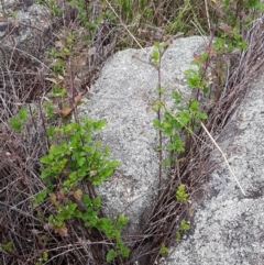 Rubus parvifolius at Tennent, ACT - 23 Feb 2021