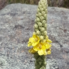 Verbascum thapsus subsp. thapsus (Great Mullein, Aaron's Rod) at Tennent, ACT - 23 Feb 2021 by trevorpreston