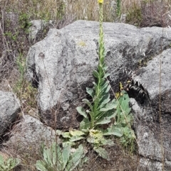 Verbascum thapsus subsp. thapsus at Tennent, ACT - 23 Feb 2021