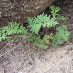 Cheilanthes austrotenuifolia (Rock Fern) at Tennent, ACT - 23 Feb 2021 by trevorpreston