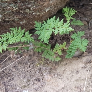 Cheilanthes austrotenuifolia at Tennent, ACT - 23 Feb 2021